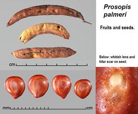   Fruits, seeds:   Strombocarpa palmeri,nbsp; seeds (lower right) with pleurograms visible; Photo by J. Scher, Federal Noxious Weed Disseminules of the US
